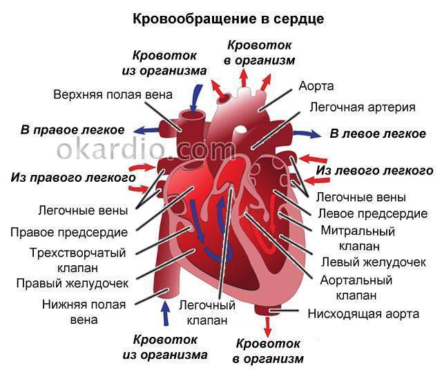 Что такое дополнительная хорда в сердце? — кардио помощь