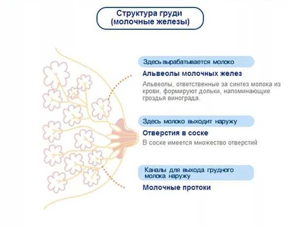 Грудь при беременности: как изменяются грудные железы на ранних сроках?