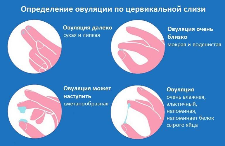 Выделения яичный белок до или после овуляции: значения