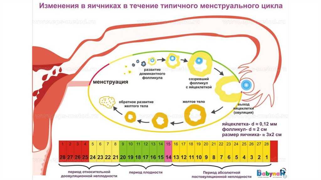 Ранняя овуляция: причины, симптомы, лечебные меры
