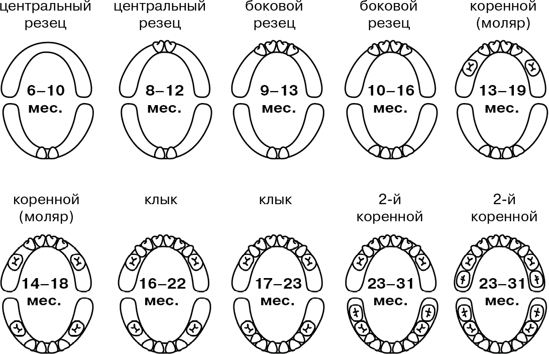 Прорезывание зубов у детей | уроки для мам