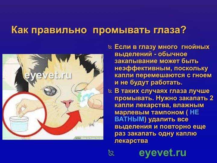 Не просто «грязь попала». как лечить конъюнктивит