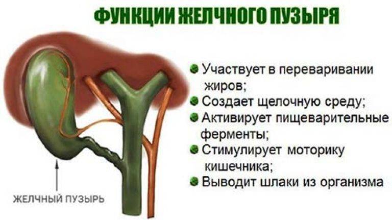 Желчный пузырь у детей: функции, заболевания, диагностика, лечение