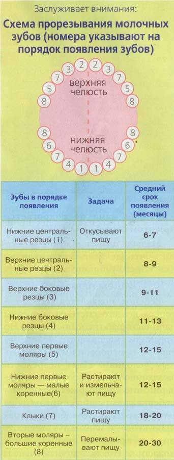 Температура на зубы: почему она поднимается, сколько может держаться при прорезывании зубов у ребенка?