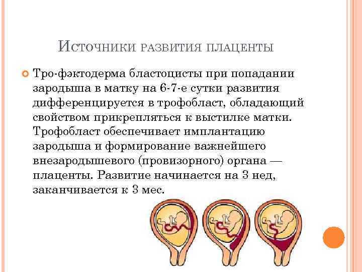 Когда формируется плацента при беременности: сроки, особенности процесса