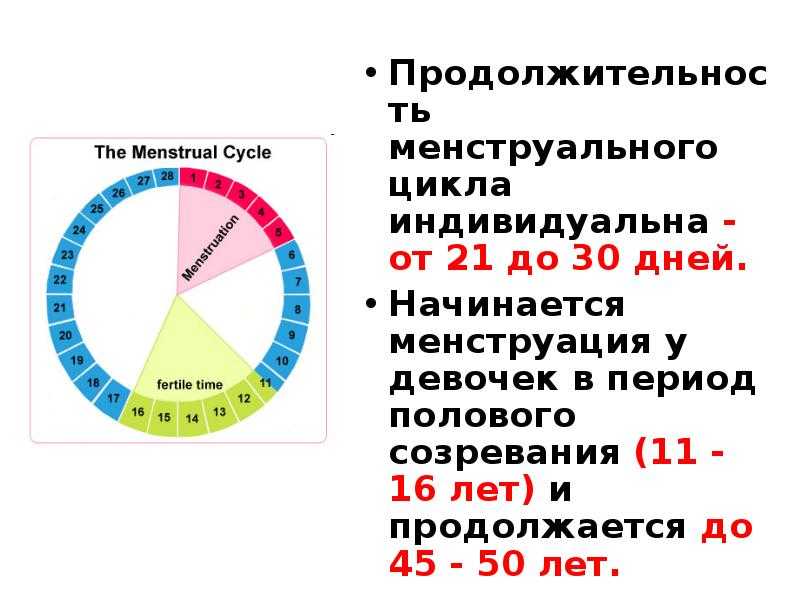 Сколько продолжаются месячные