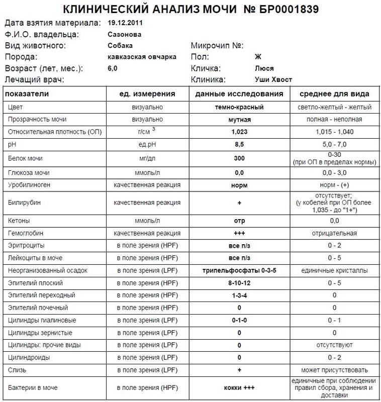Уробилиноген в моче -норма и причины отклонений