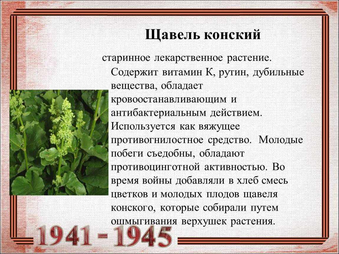 Можно ли щавель при грудном вскармливании?