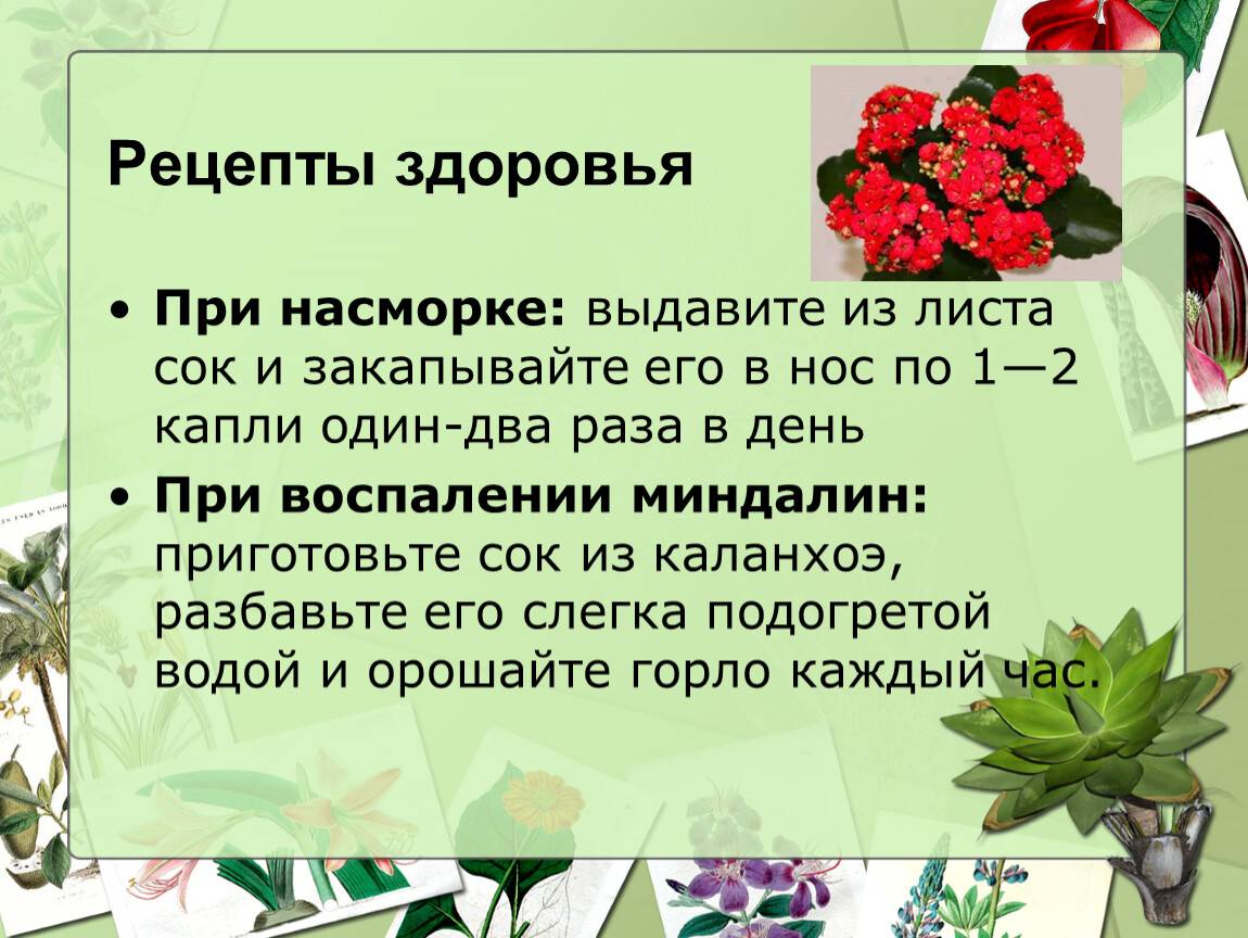 Каланхоэ от насморка детям: с какого возраста можно капать сок в нос, допустимо ли применять экстракт для грудничка и как использовать аптечный вариант средства?дача эксперт