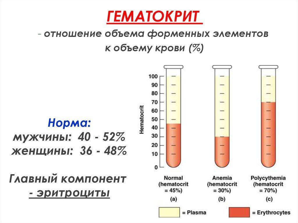 Пониженный гематокрит в крови при беременности: что означает, норма