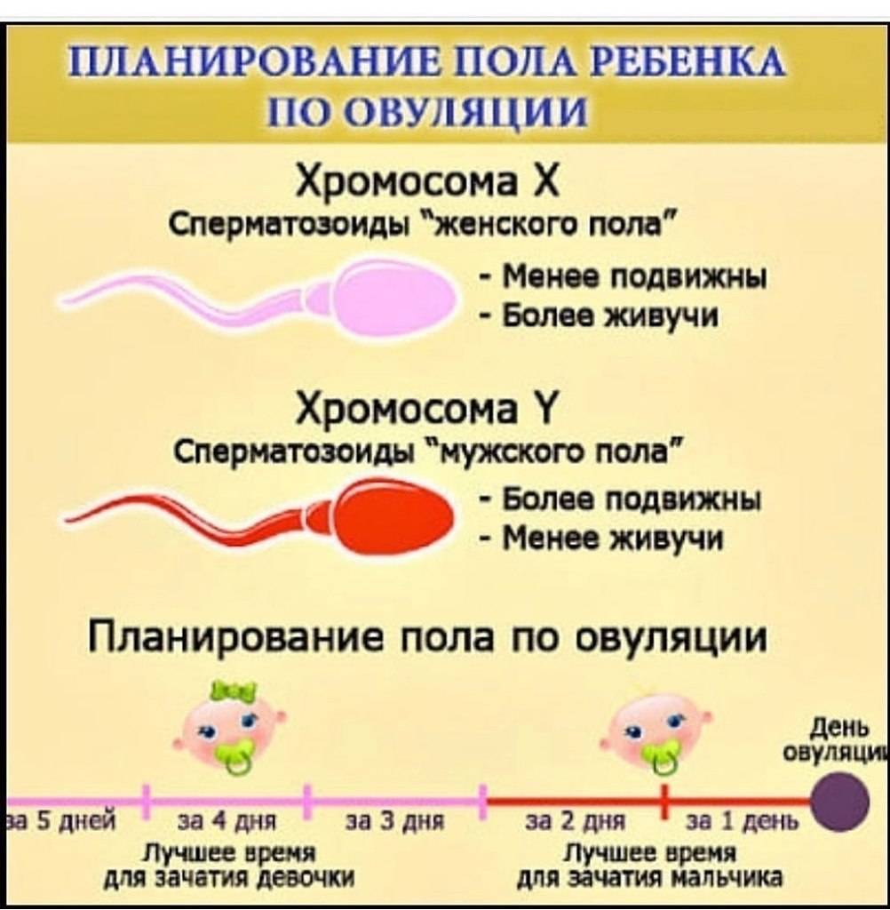Можно ли забеременеть с первого раза: какова вероятность, почему не у всех получается?