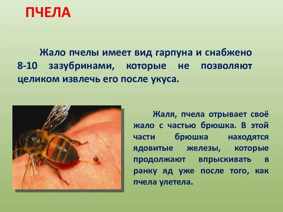 Укусы насекомых: как распознать и защититься
