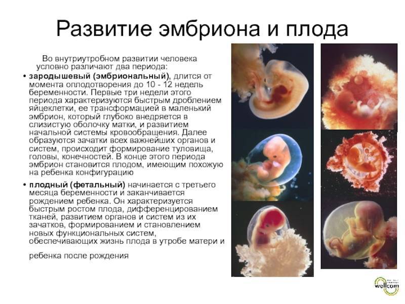 На каком сроке можно определить пол ребенка на узи, достоверен ли первый скрининг в 12 недель?
