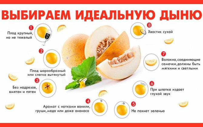 Полезные и негативные аспекты от употребления дыни, на этапе грудного вскармливания новорожденного