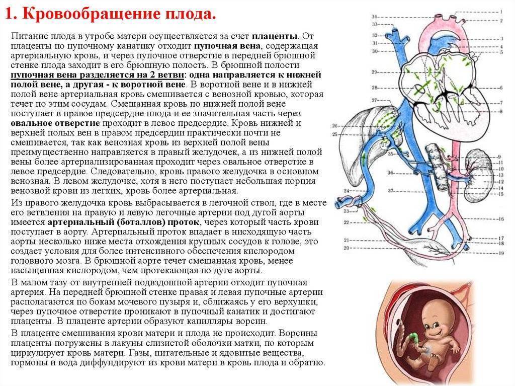 Особенности кровообращения плода