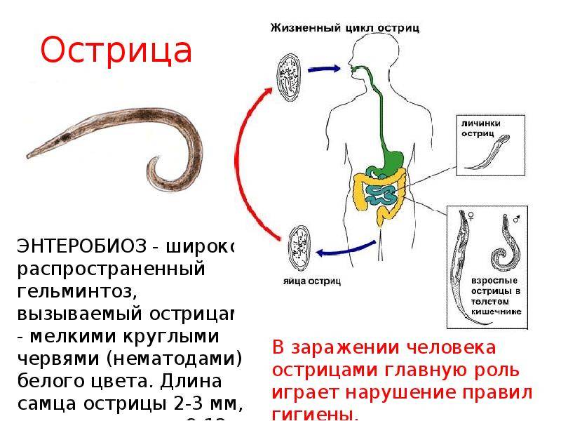 Кал при глистах у детей + фото