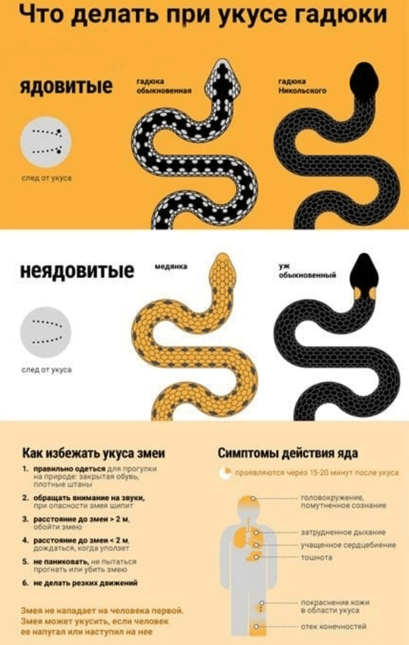 Укус змеи: первая помощь, что делать, а что нельзя