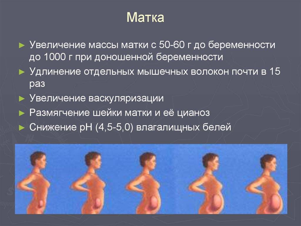 Размеры матки при беременности по неделям, таблица размеров
размеры матки при беременности по неделям, таблица размеров