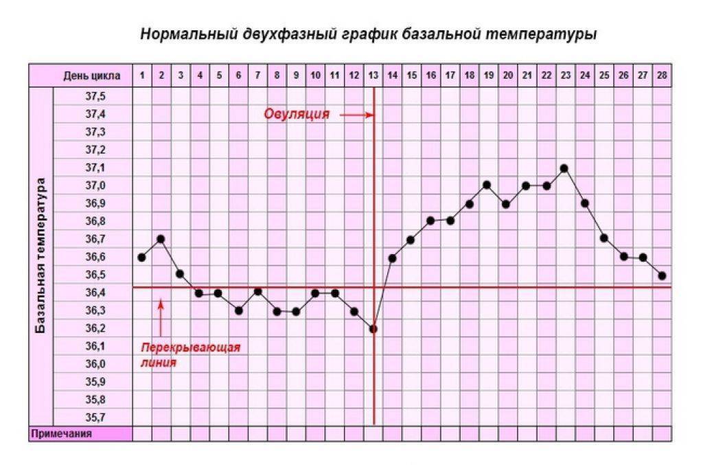 Базальная температура перед месячными: какая она должна быть в норме и когда снижается (график)