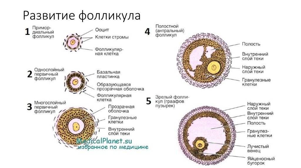 Что такое фолликулы в яичниках у женщин, и сколько их должно быть в норме?