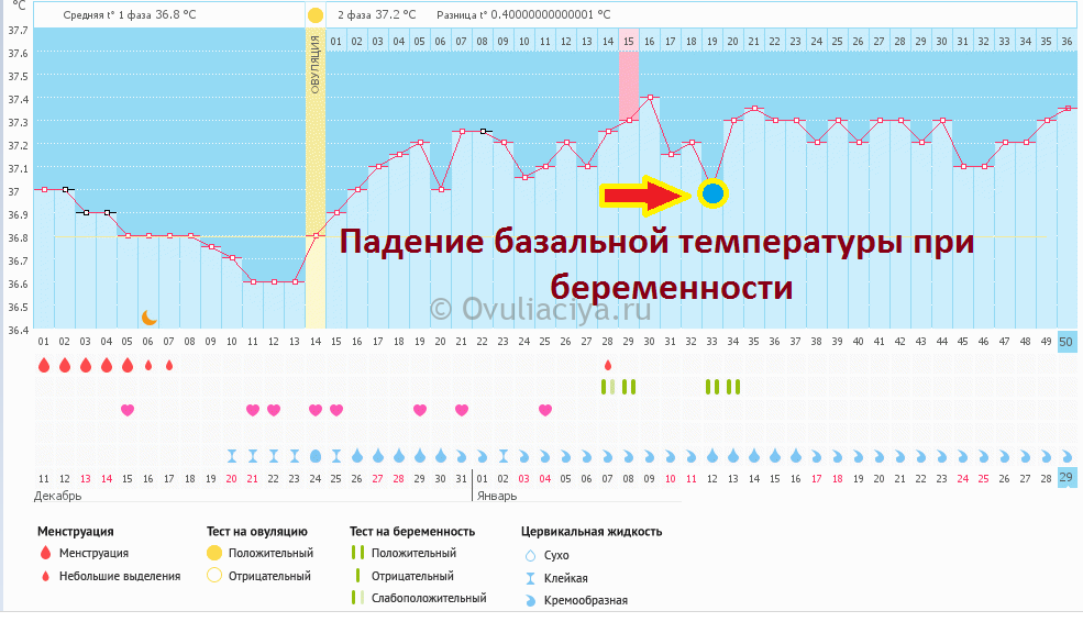 Базальная температура при беременности: какая должна быть, как составить ее график?