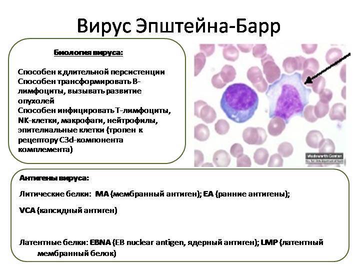 Вирус эпштейна-барр: симптомы у детей и взрослых