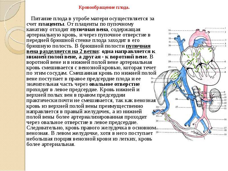 Тезисный план кровообращение плода. особенности кровообращения у человеческого плода: анатомия, схема и описание гемодинамики. оно также содержит свои особенности