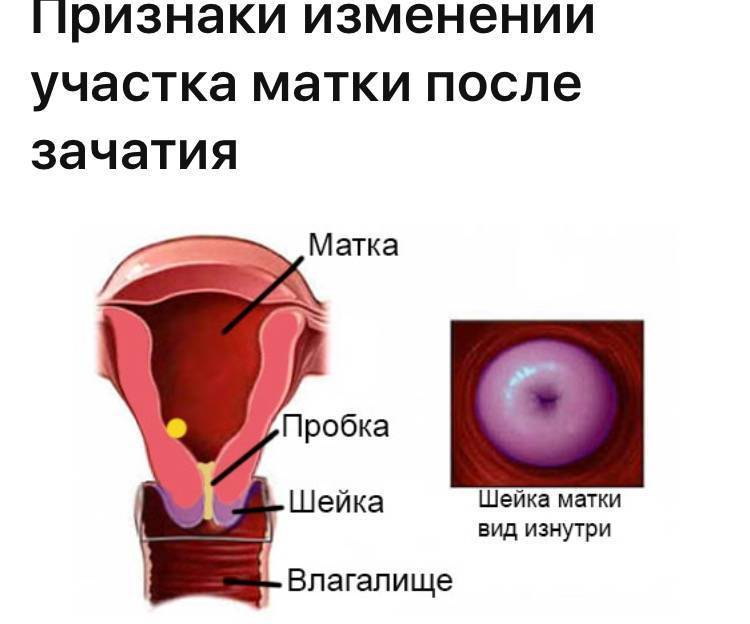 Как можно определить наступление беременности по шейке матки, как она изменяется на ощупь?