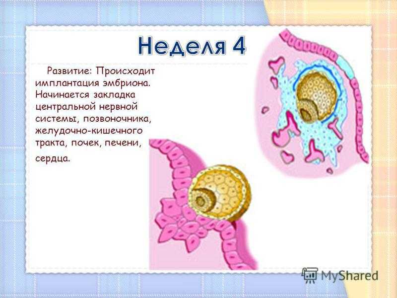 Прикрепление эмбриона к матке: как происходит и от чего зависит успешность?