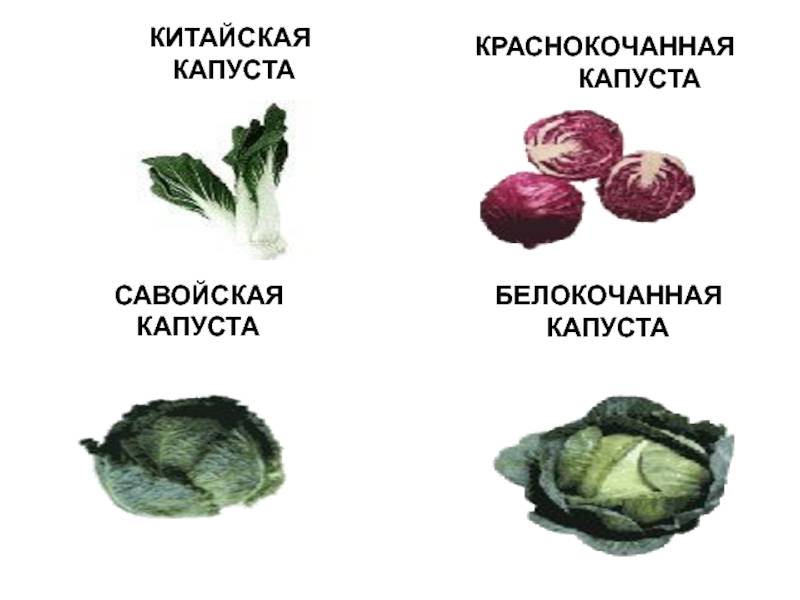 Брокколи при грудном вскармливании: рецепты, которые можно кормящей маме