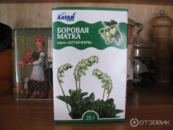 Боровая матка для зачатия: волшебная трава или миф, придуманный производителями биодобавок