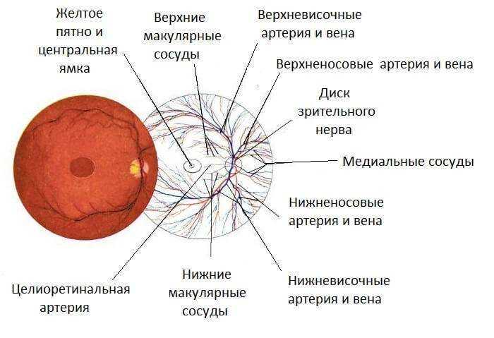 Лопнул сосуд в глазу: 22 причины, что делать и лечение