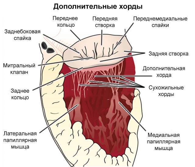 Дополнительная хорда в сердце у ребенка и взрослого: причины и лечение