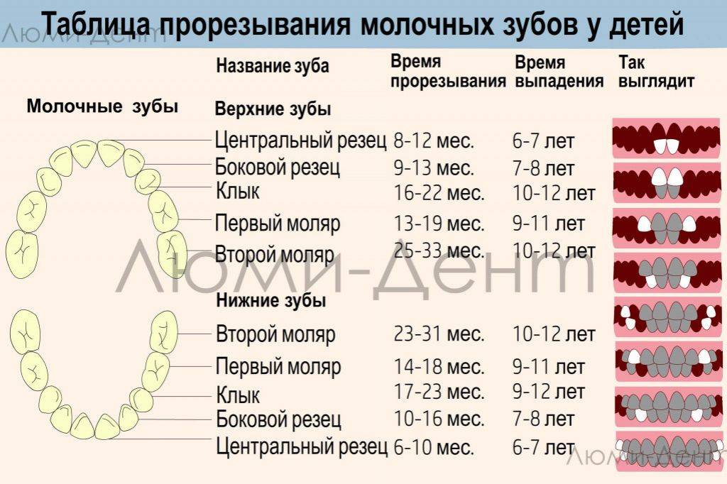 Схема выпадения молочных зубов