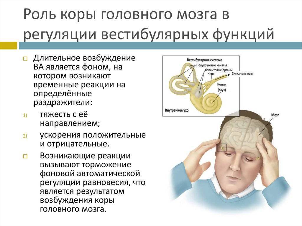 Лечение головного мозга форум. Вестибулярный аппарат в головном мозге человека. Торможение в коре головного мозга. Вестибулярный центр в головном мозге. Незрелость головного мозга.
