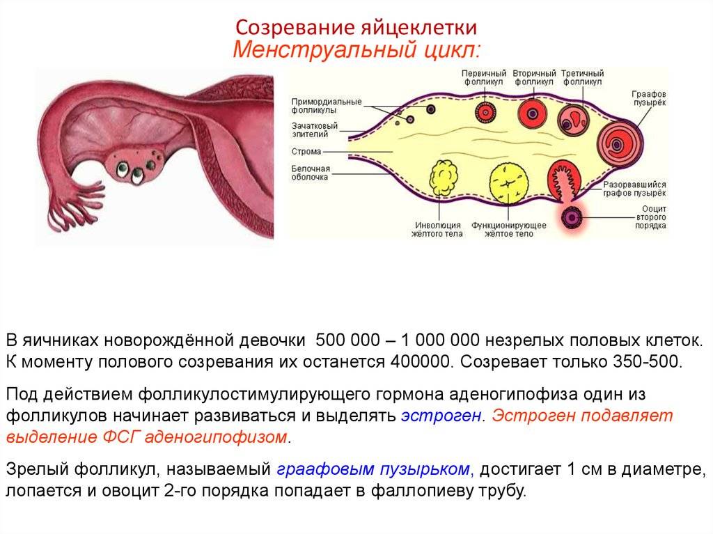 Влияние размера фолликула на качество яйцеклетки