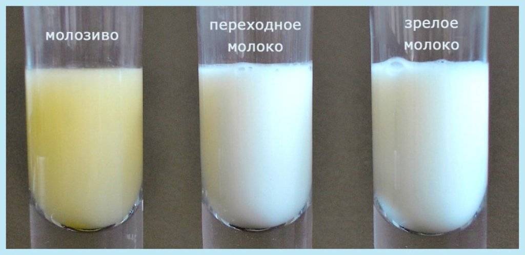 Молозиво за сколько до родов появляется