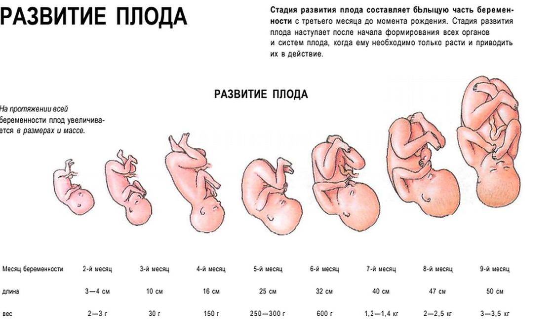 Как распознать первые признаки начала родов: симптомы и признаки