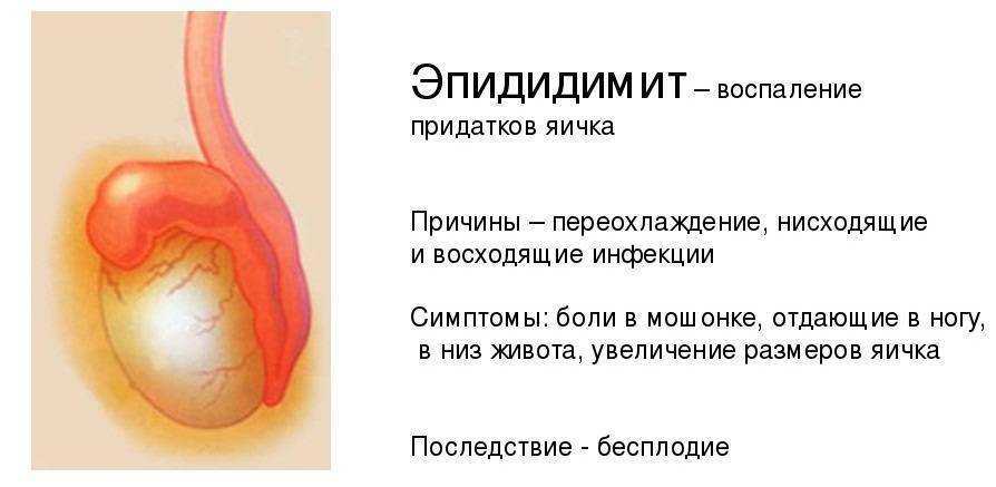 Почему болят мужские яички | почему у мальчиков болят яички
