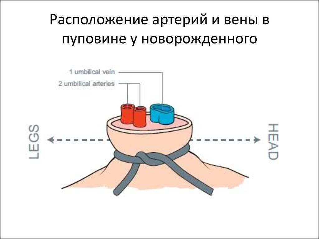 Сколько пульсирует пуповина после родов и почему она должна отпульсировать? почему пуповина должна отпульсировать пирог подсолнух с мясом и сыром безопасные игрушки для кошек