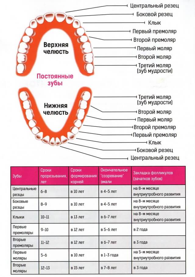 Сроки прорезывания зубов у детей : таблица появления молочных единиц, график и порядок роста