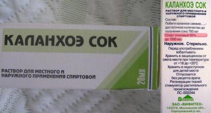 Как использовать каланхоэ при лечении насморка у ребенка