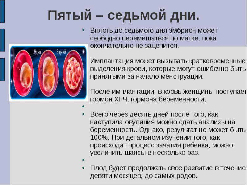 Имплантационное кровотечение – как отличить, сроки наступления