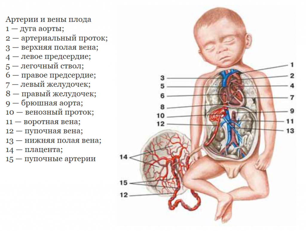 Развитие плода по месяцам беременности