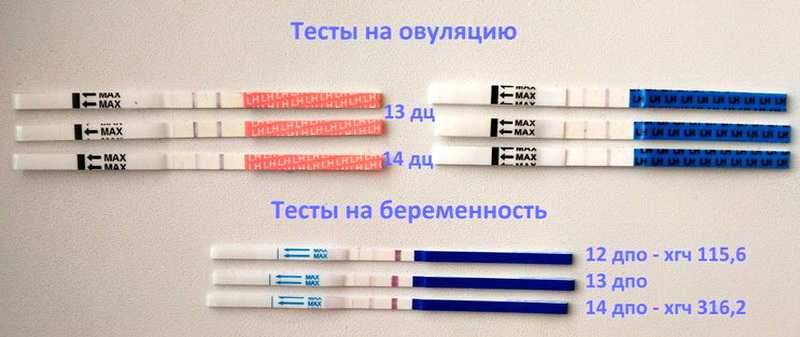 ᐉ что показывает тест на овуляцию при беременности. на какой день покажет результат? может ли у беременных быть положительным тест на овуляцию - ➡ sp-kupavna.ru