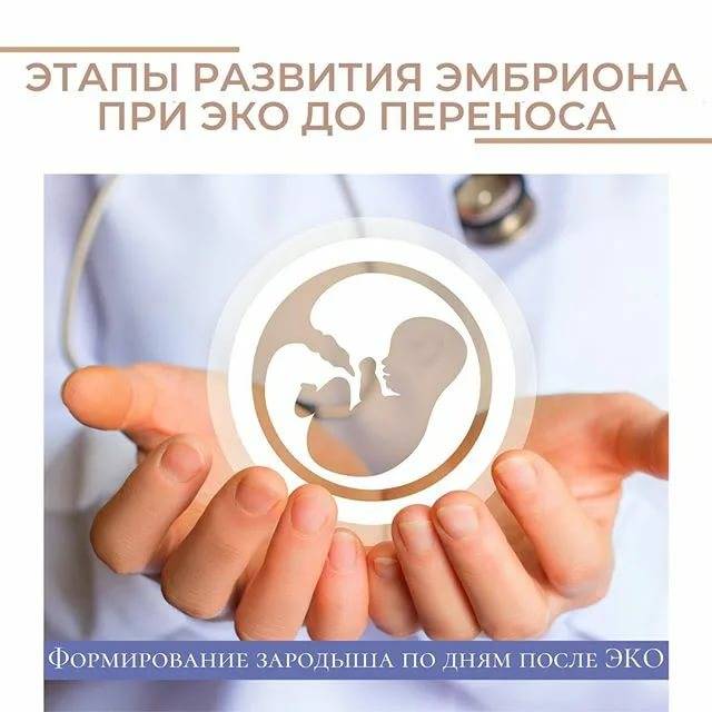 Классификация эмбрионов при проведении процедуры эко