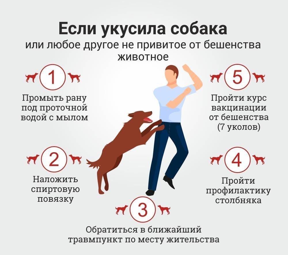 Прививки от столбняка и бешенства: необходимость при укусе домашней собаки