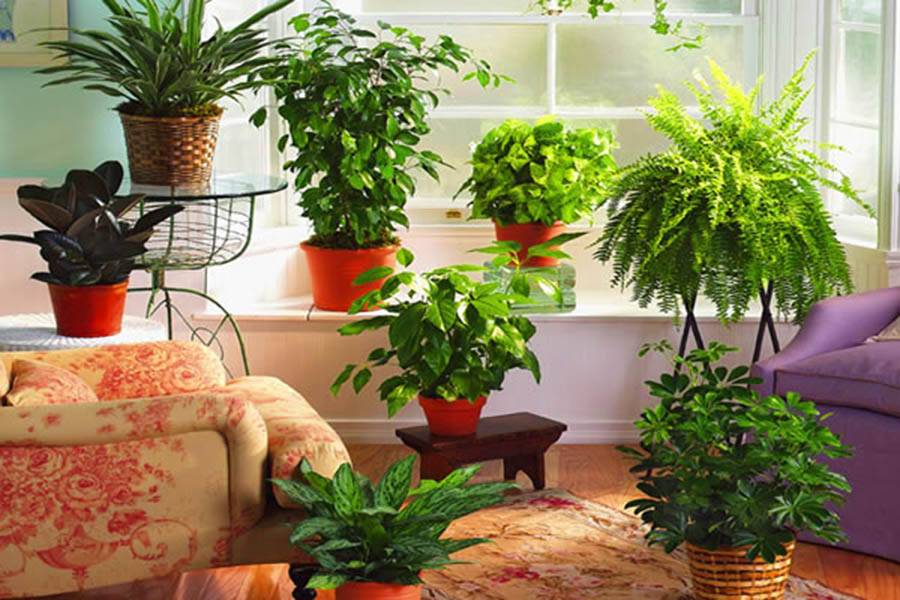 Выбираем растения для детской комнаты: 9 вариантов