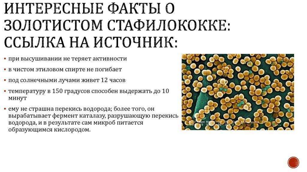 Стафилококк в кишечнике у ребенка (в том числе золотистый): симптомы, лечение и другие особенности