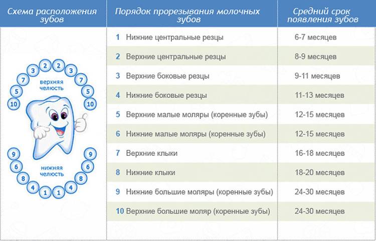 Порядок и сроки прорезывания молочных зубов у детей: 10 признаков от детского стоматолога
